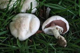 agaricus-blazei-mushroom