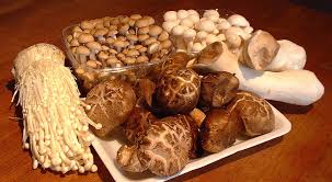 maitake-mushroom